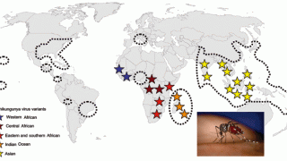 chikungunya