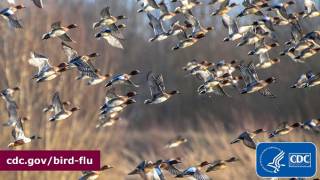 Bird flu in Chile