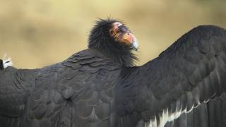 Bird flu May 2023