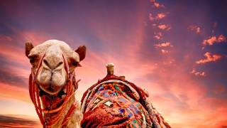 camel head at sunset