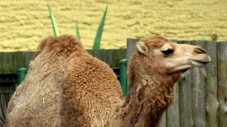 Camel