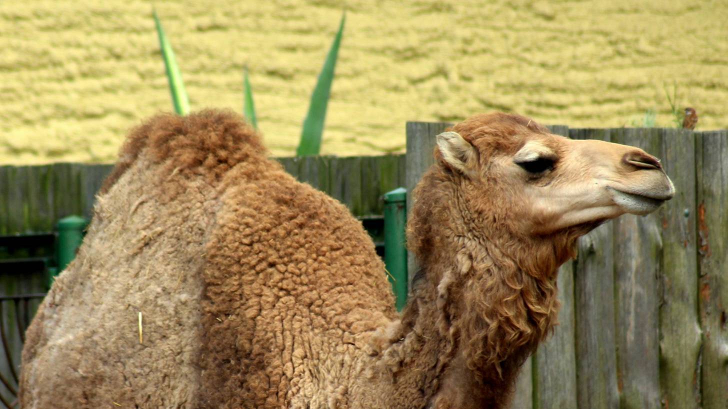 Camel