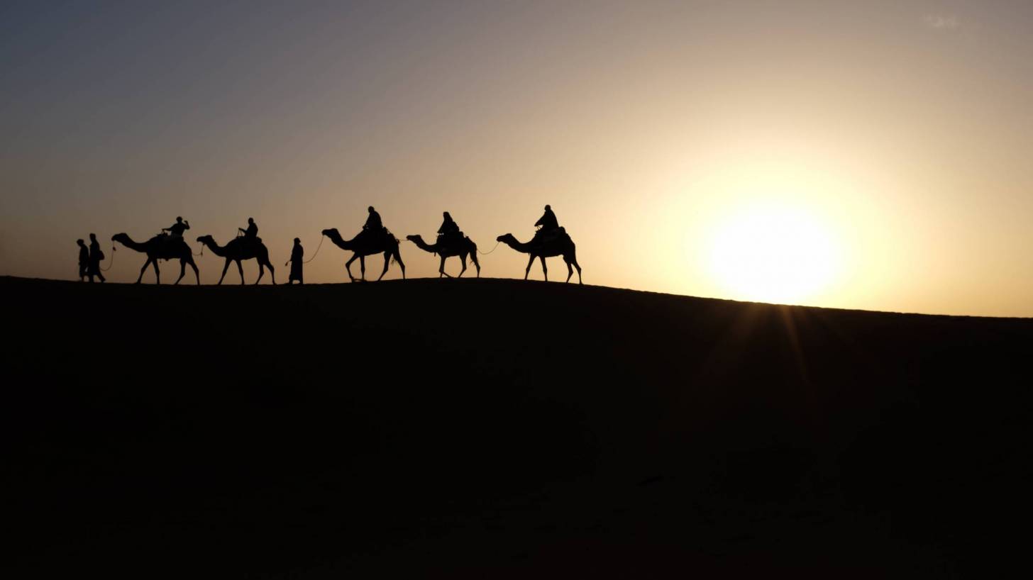 camels traveling in the dessert at sunrise