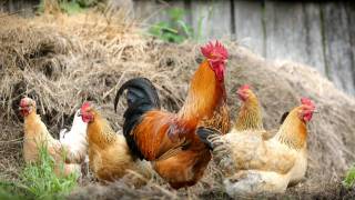 Chickens 
