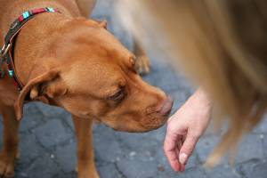 Rabies vaccines 2023