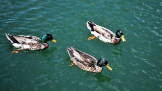 ducks in a pond