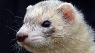 ferret