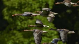 flock of geese flying