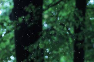 forest with a swarm of mosquitoes in the background
