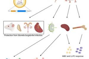 Lyme disease vaccine 2023