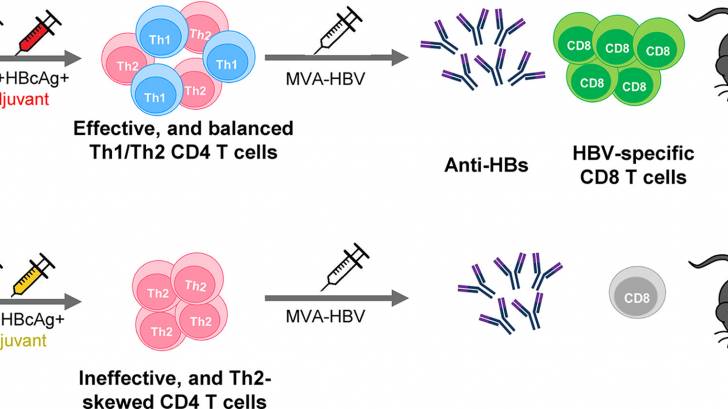 Hepatitis B therapeutic vaccination