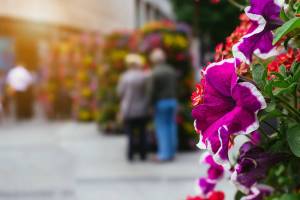 older couple in back ground with flower in the foreground