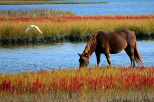 wild horse by water