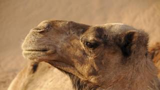 Camel face