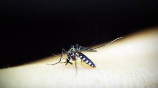 mosquito biting an arm