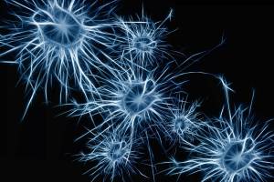 brain neurons
