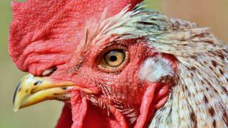 rooster head