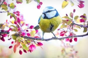 bird in a spring flowery tree